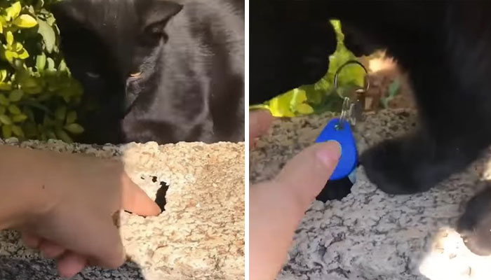 Millions Of People Rejoice At Hilarious Video Of Cat Rescuing House Keys From Hole