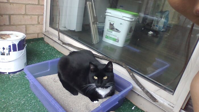 My Cat Is Sitting On Her Litter...are You Gonna Poop On It Or Something?