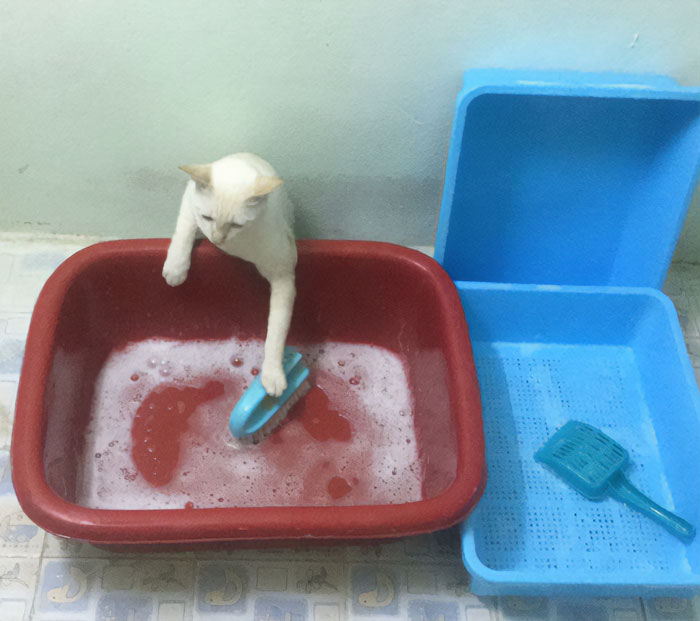 A goofy cat playing with a brush in a soapy basin, acting silly and curious in an unusual pose.