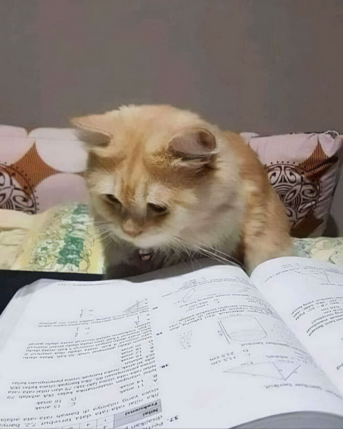 A goofy cat closely examining an open book with diagrams and text, acting so silly owners thought it was broken.