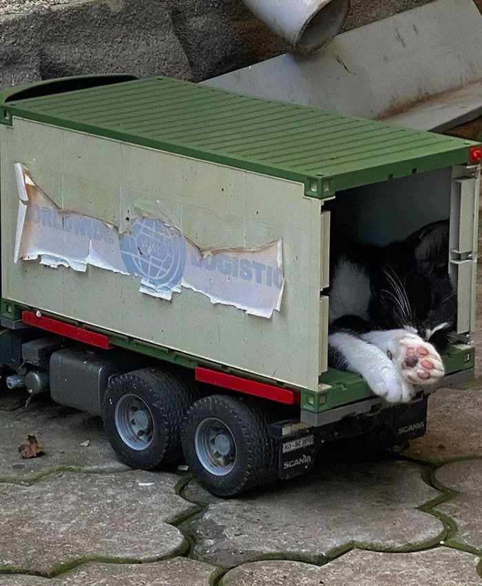 Cat acting goofy by sleeping inside a toy truck, owners thinking their cat is broken due to funny behavior.