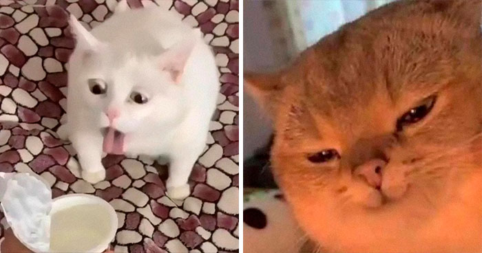 50 Times Cats Acted So Goofy, Their Owners Thought They Were Broken, As Shared By The ‘Cat Virus.Exe’ Page (New Pics)