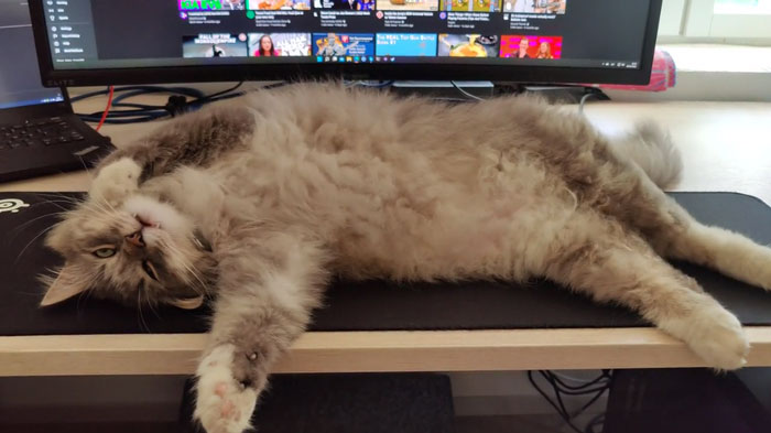 Friends Cat During Heatwave 32°c/89.6°f