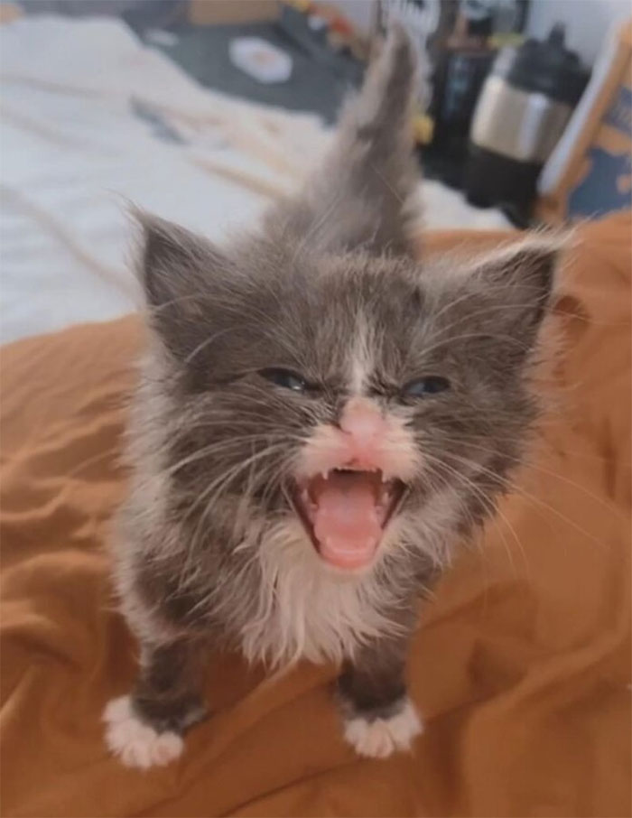 Cats-With-Threatening-Auras