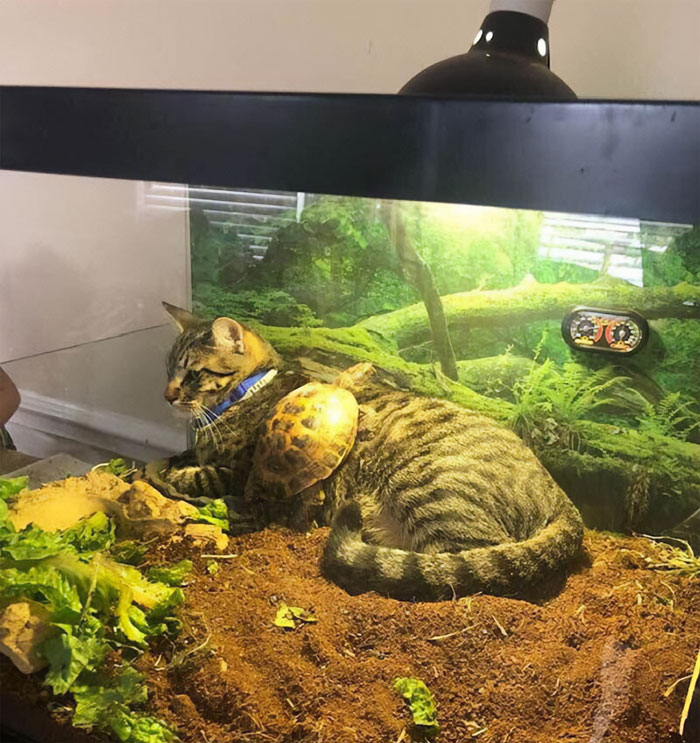 Cats-With-Threatening-Auras