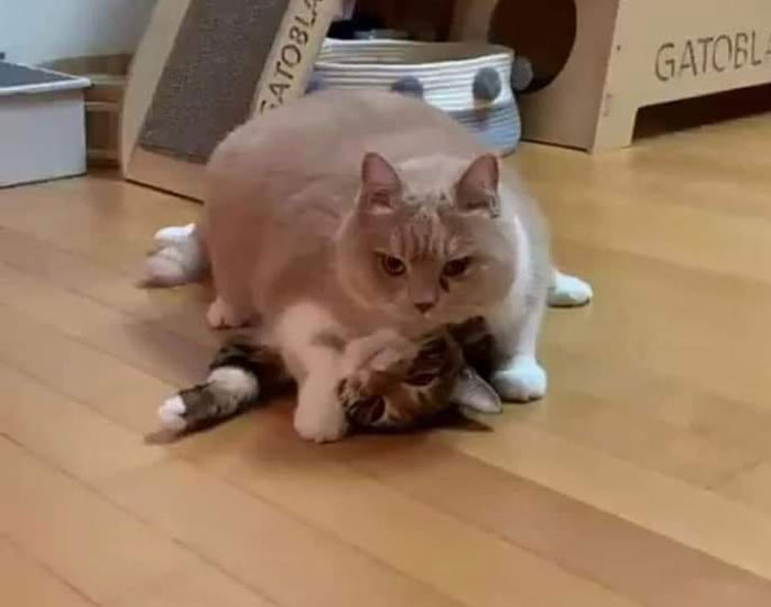 Cats-With-Threatening-Auras