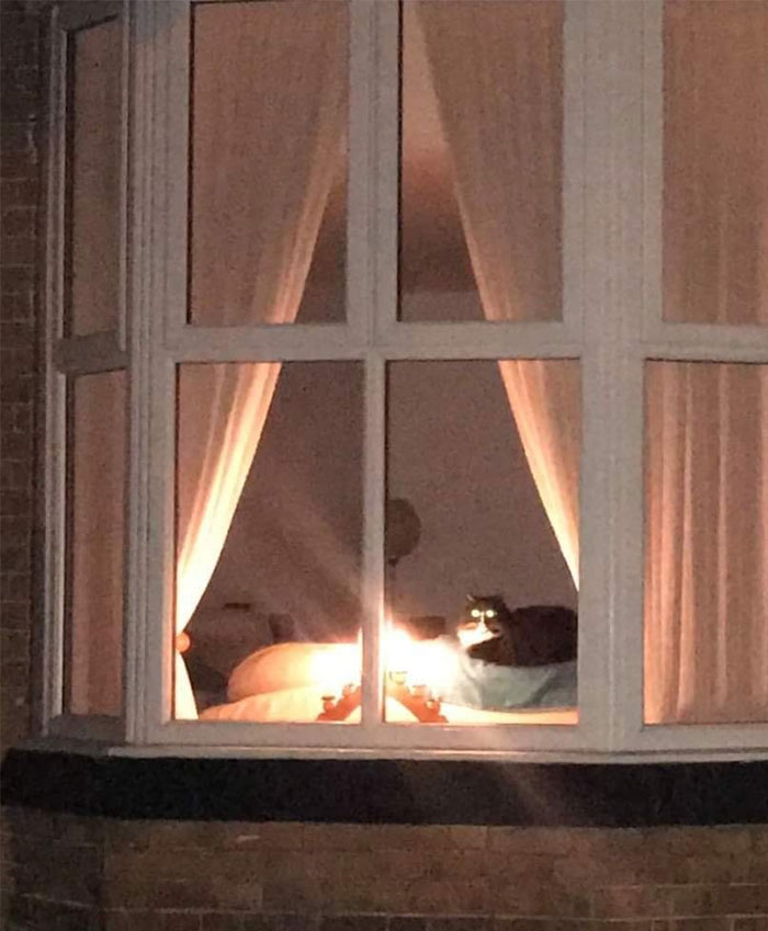 Cats-With-Threatening-Auras