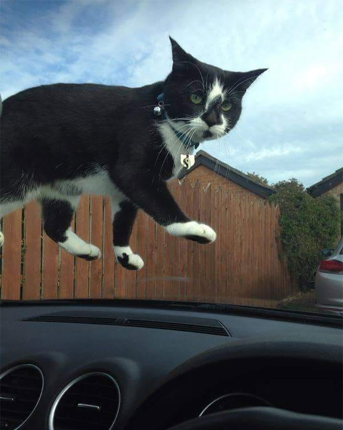 Cats-With-Threatening-Auras