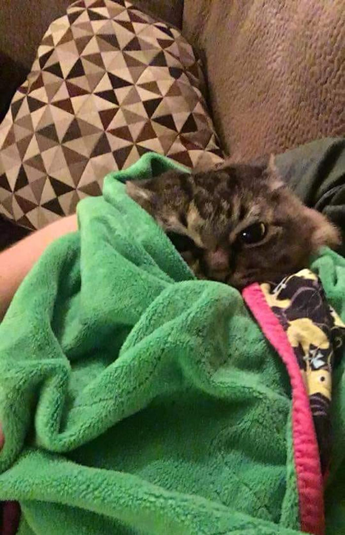 Cats-With-Threatening-Auras