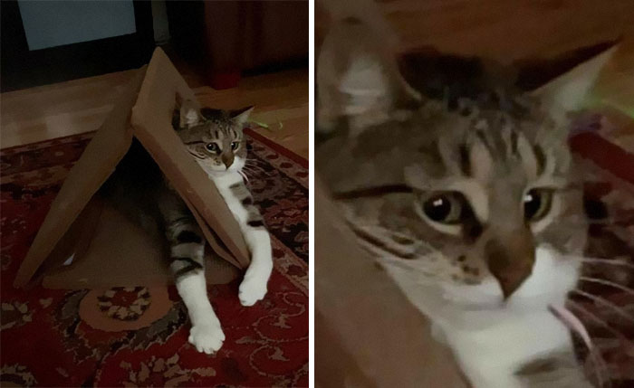 Cats-With-Threatening-Auras