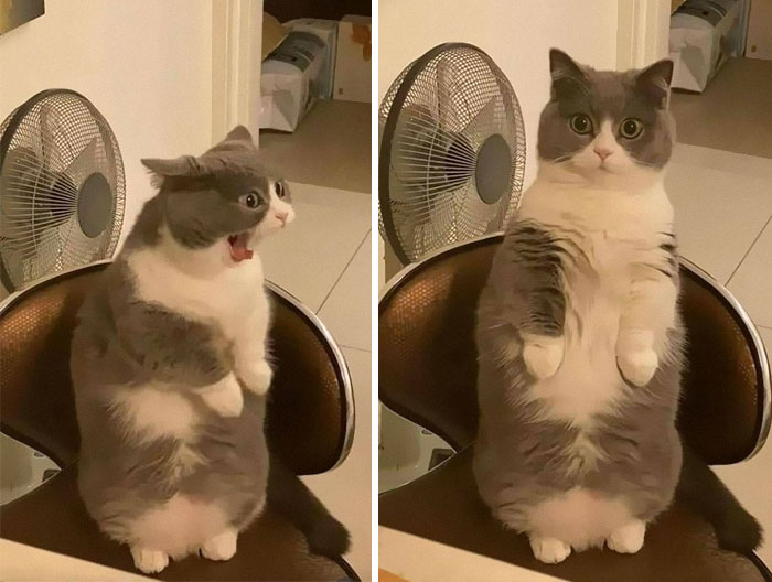 Cats-With-Threatening-Auras