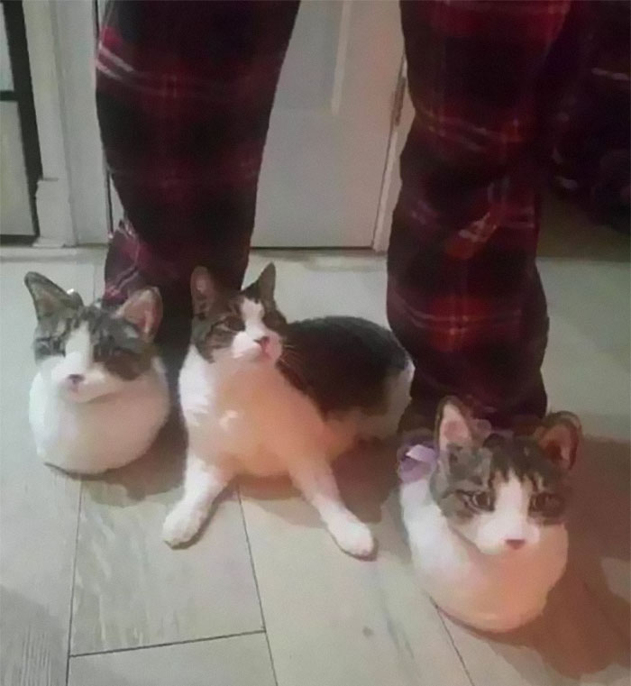 Cats-With-Threatening-Auras