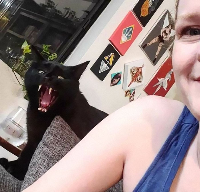 Cats-With-Threatening-Auras