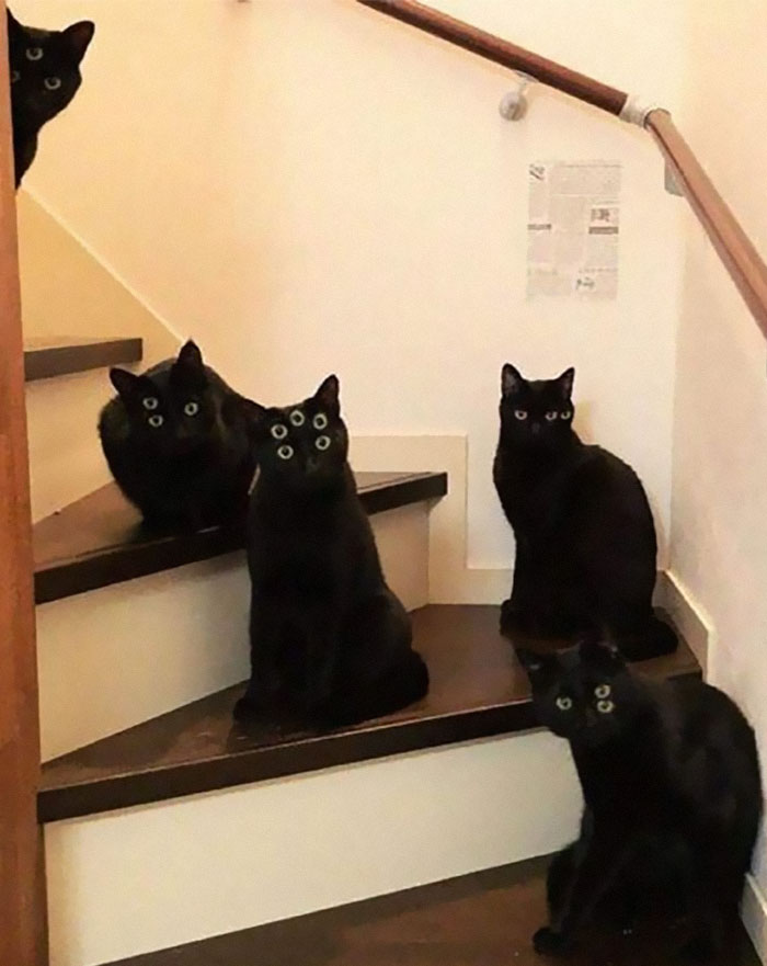 Cats-With-Threatening-Auras