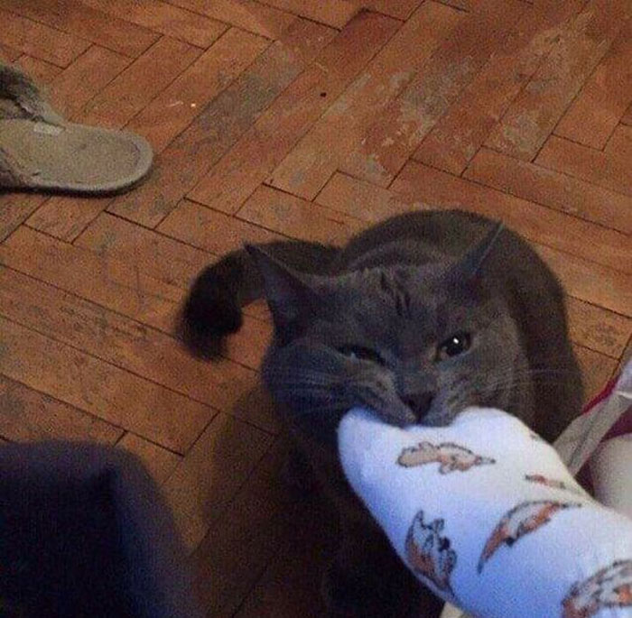 Cats-With-Threatening-Auras