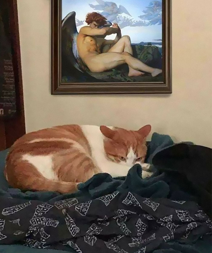 Cats-With-Threatening-Auras