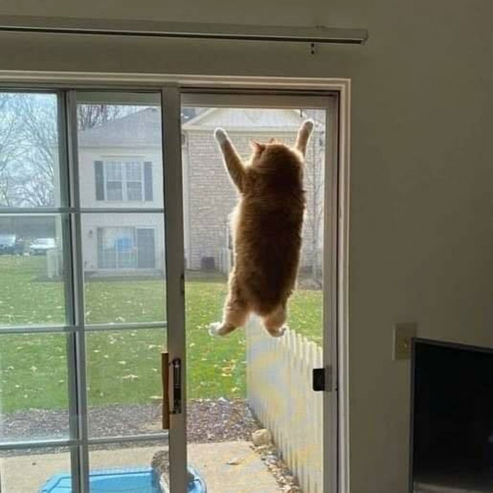 Cats-With-Threatening-Auras