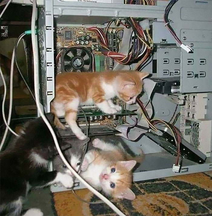 Cats-With-Threatening-Auras