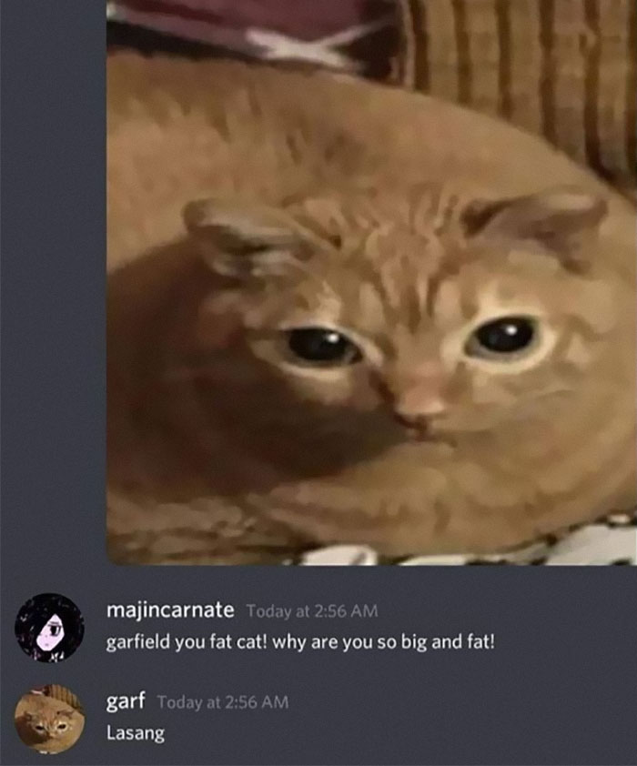 Cats-With-Threatening-Auras