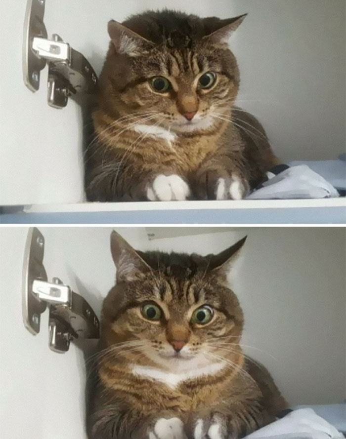 Cats-With-Threatening-Auras