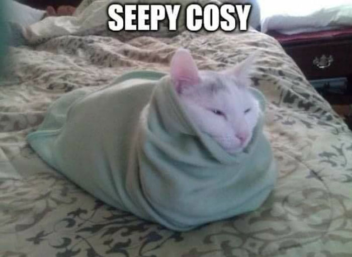 Cats-With-Threatening-Auras