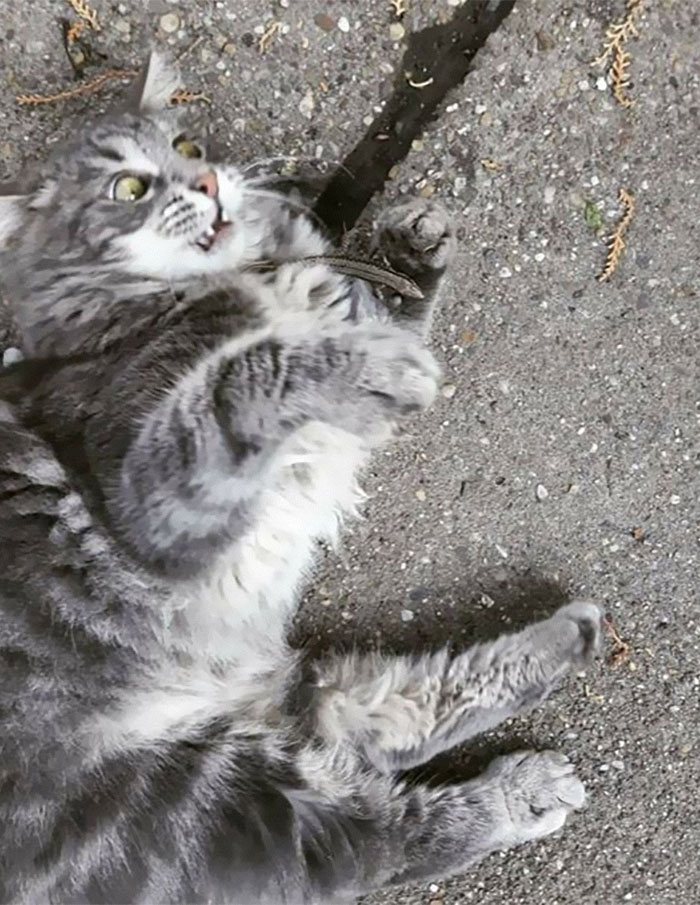 Cats-With-Threatening-Auras