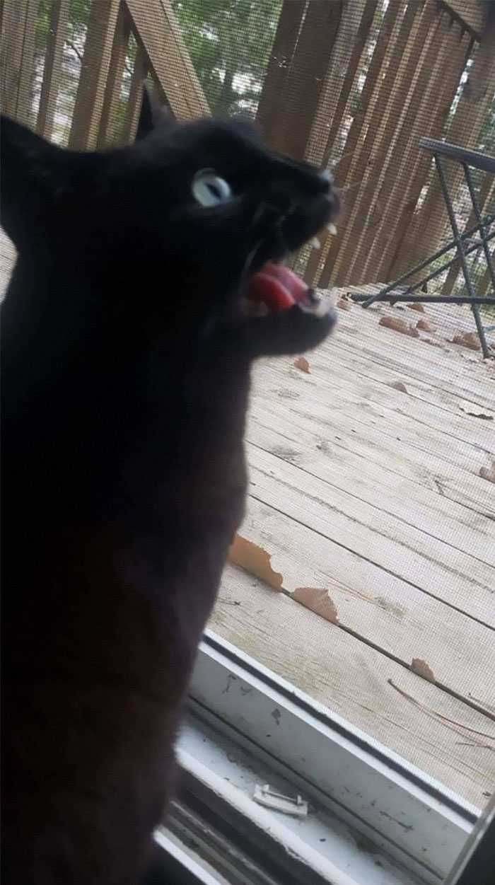 Cats-With-Threatening-Auras