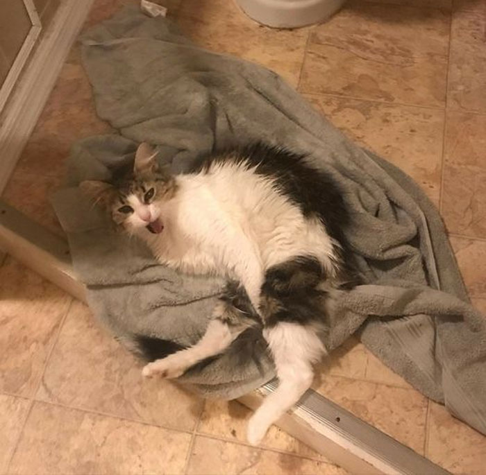 Cats-With-Threatening-Auras