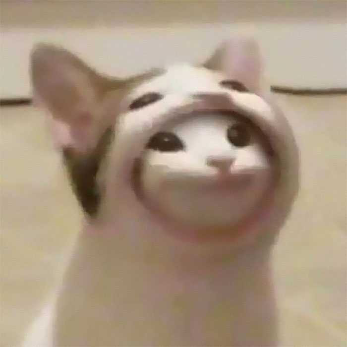 Cats-With-Threatening-Auras