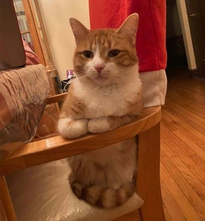 Cats-With-Threatening-Auras