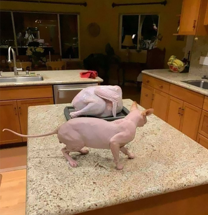 Cats-With-Threatening-Auras