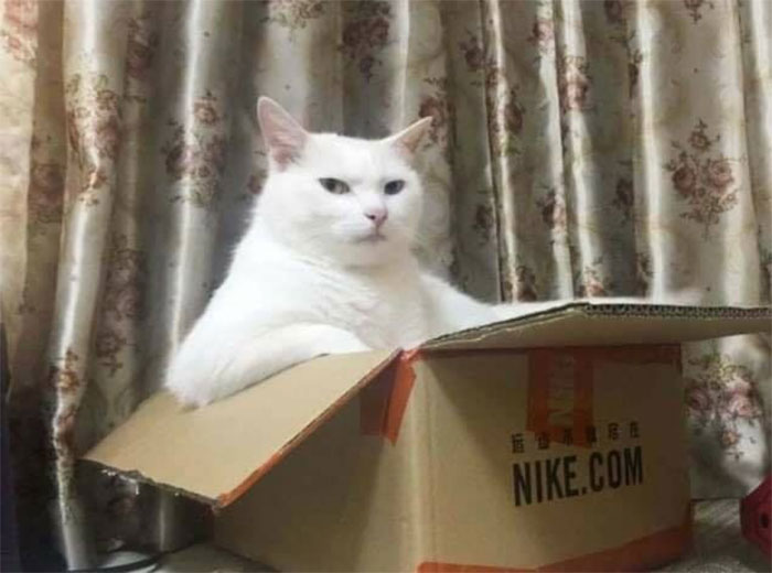 Cats-With-Threatening-Auras