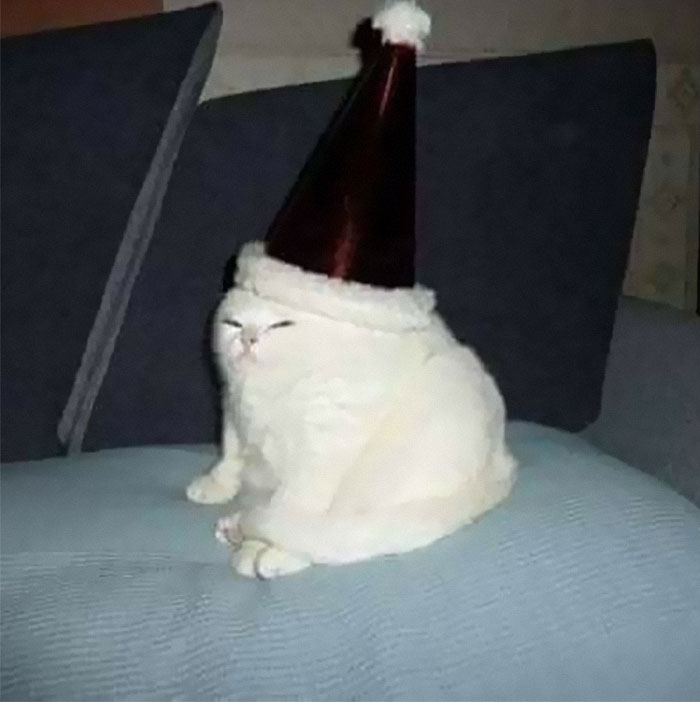 Cats-With-Threatening-Auras