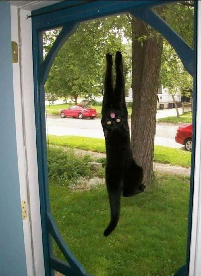 Cats-With-Threatening-Auras