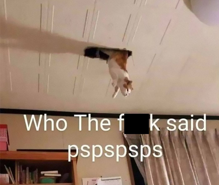 Cats-With-Threatening-Auras