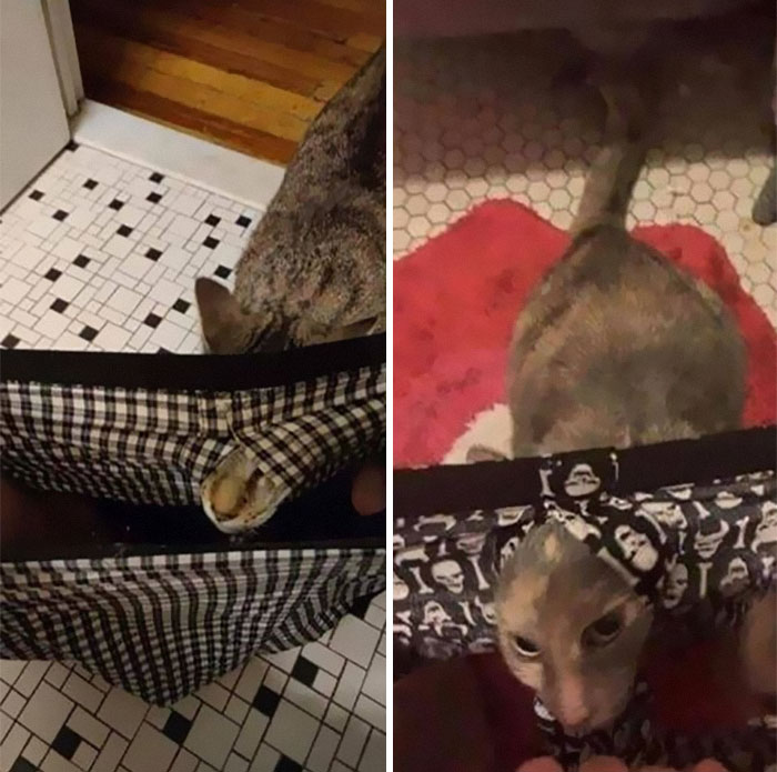 Cats-With-Threatening-Auras