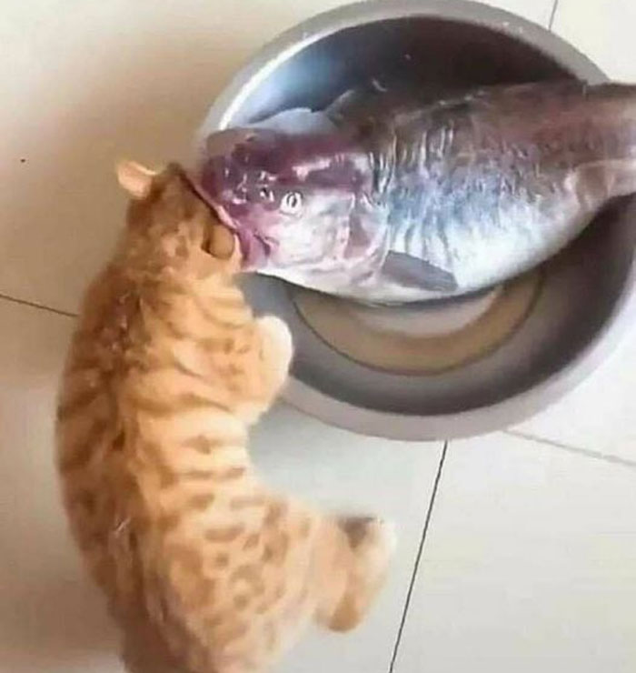 Cats-With-Threatening-Auras