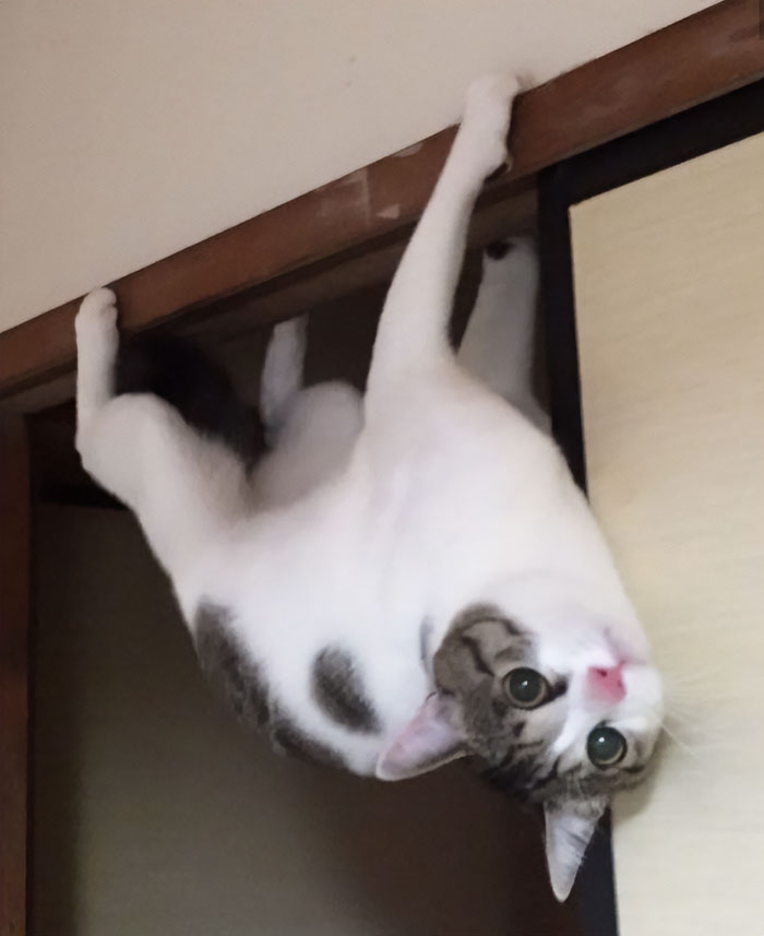 Cats-With-Threatening-Auras