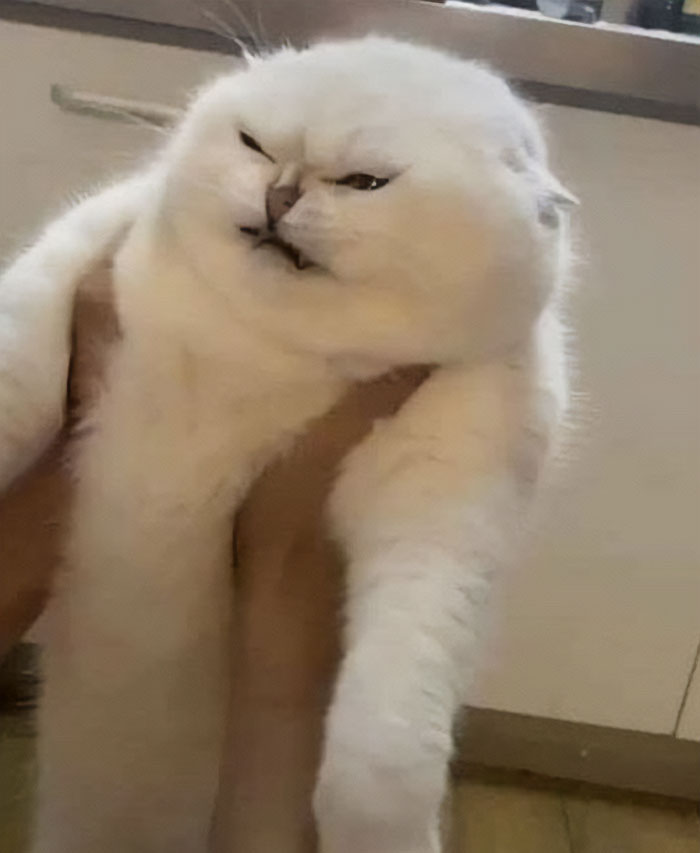 Cats-With-Threatening-Auras