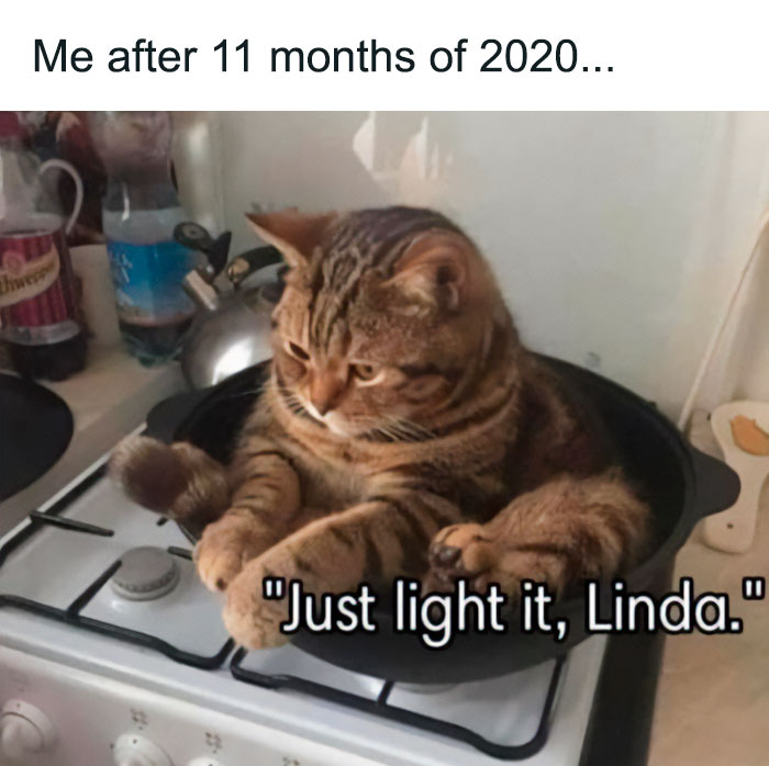 Cats-With-Threatening-Auras