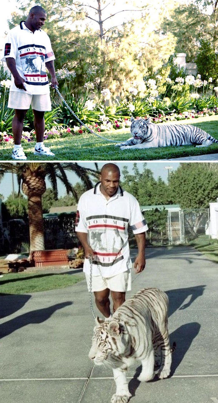 Celebrity flaunting wealth, casually walking a white tiger on a leash in a garden setting.