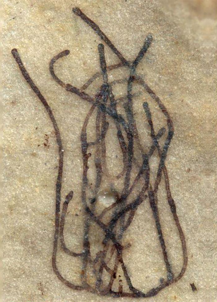 It May Not Look Like Much, But This Tiny, Billion-Year-Old Green Algae Is The Ancestor Of All Land Plants On Earth