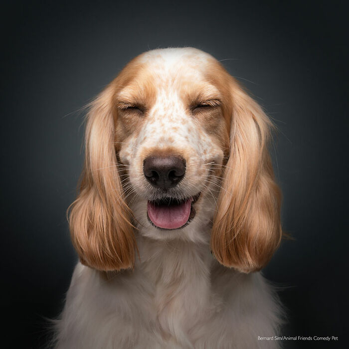 'Recuerda a Pulgoso' por Bernard Sim