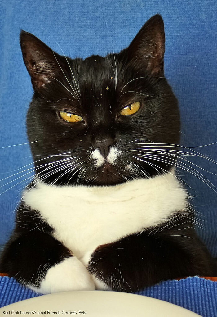 '¡Todavía no estoy llena!' por Karl Goldhamer