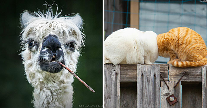 If You’re Having A Bad Day, These Finalists From The Comedy Pet Photography Awards 2022 Are Bound To Make It Better (26 Pics)