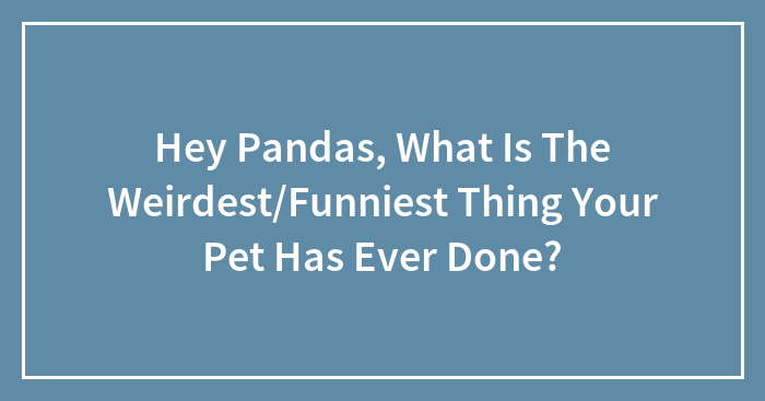 Hey Pandas, What Is The Weirdest/Funniest Thing Your Pet Has Ever Done?