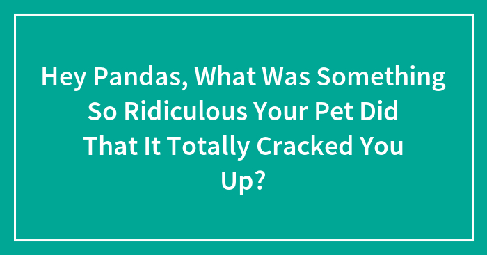 Hey Pandas, What Was Something So Ridiculous Your Pet Did That It Totally Cracked You Up?