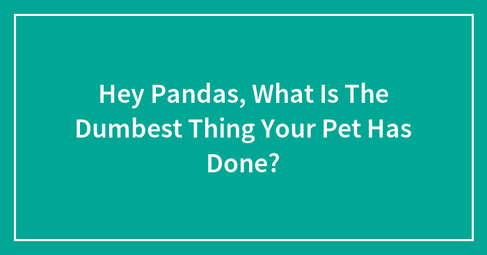 Hey Pandas, What Is The Dumbest Thing Your Pet Has Done? (Closed)