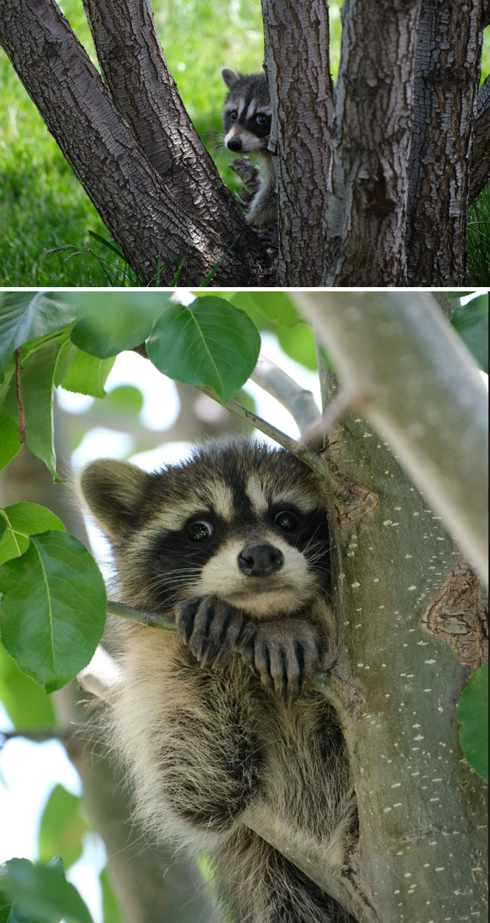 Two adorable animals, raccoons, peek from behind tree trunks and green leaves on a bright day.