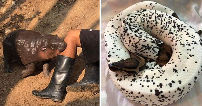 This Facebook Group Celebrates ‘Cute Nopes’ That Might Change Your Mind About Them (50 Pics)